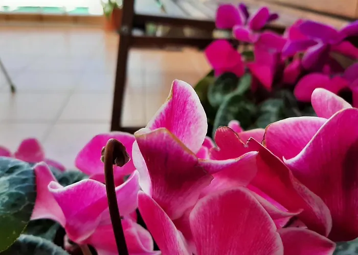 Acanthus Apartament *