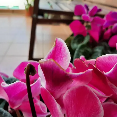 Acanthus Appartement *