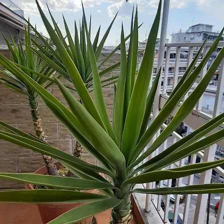 Apartment Acanthus